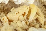 Fossil Crab (Potamon) Preserved in Travertine - Turkey #379401-2